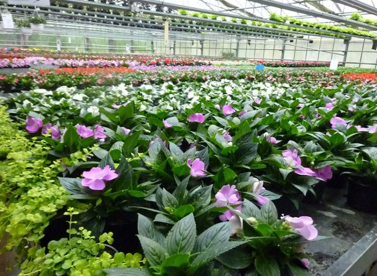 Zierpflanzen Blumen Beinert Kork